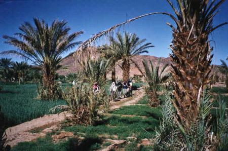 les jardins de nkob