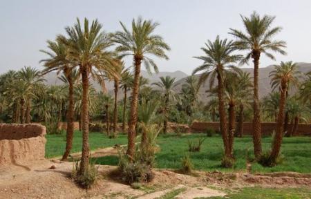 les jardins de nkob